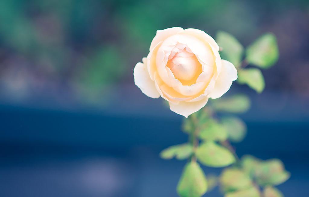아폴로베이 Bed Of Roses 빌라 외부 사진