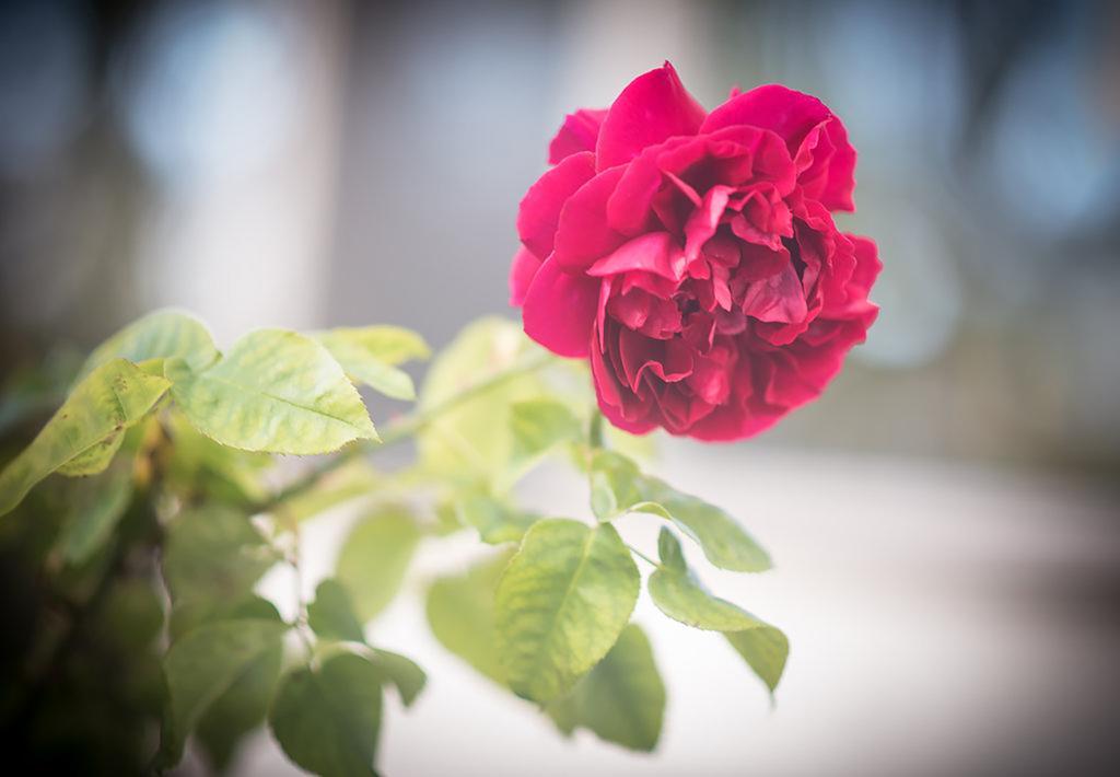 아폴로베이 Bed Of Roses 빌라 외부 사진